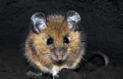 Reithrodontomys fulvescens
