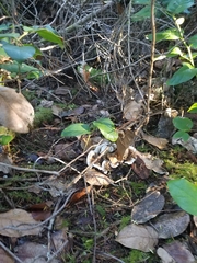 Hydnellum suaveolens