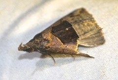 Hypena gonospilalis