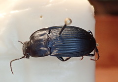 Dicaelus elongatus