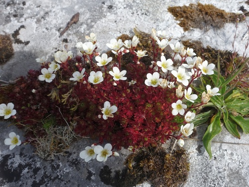 Saxifraga rosacea (Saxifraga rosacea)