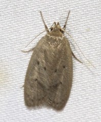 Chezala silvestris