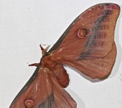 Opodiphthera loranthi