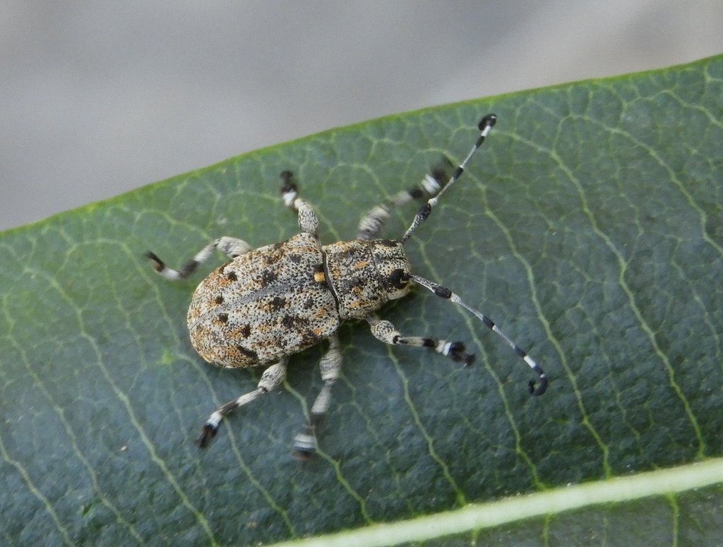 Thryallis noguerai