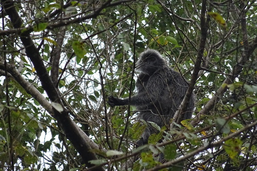 Selangor Silvery Langur