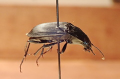 Dicaelus elongatus