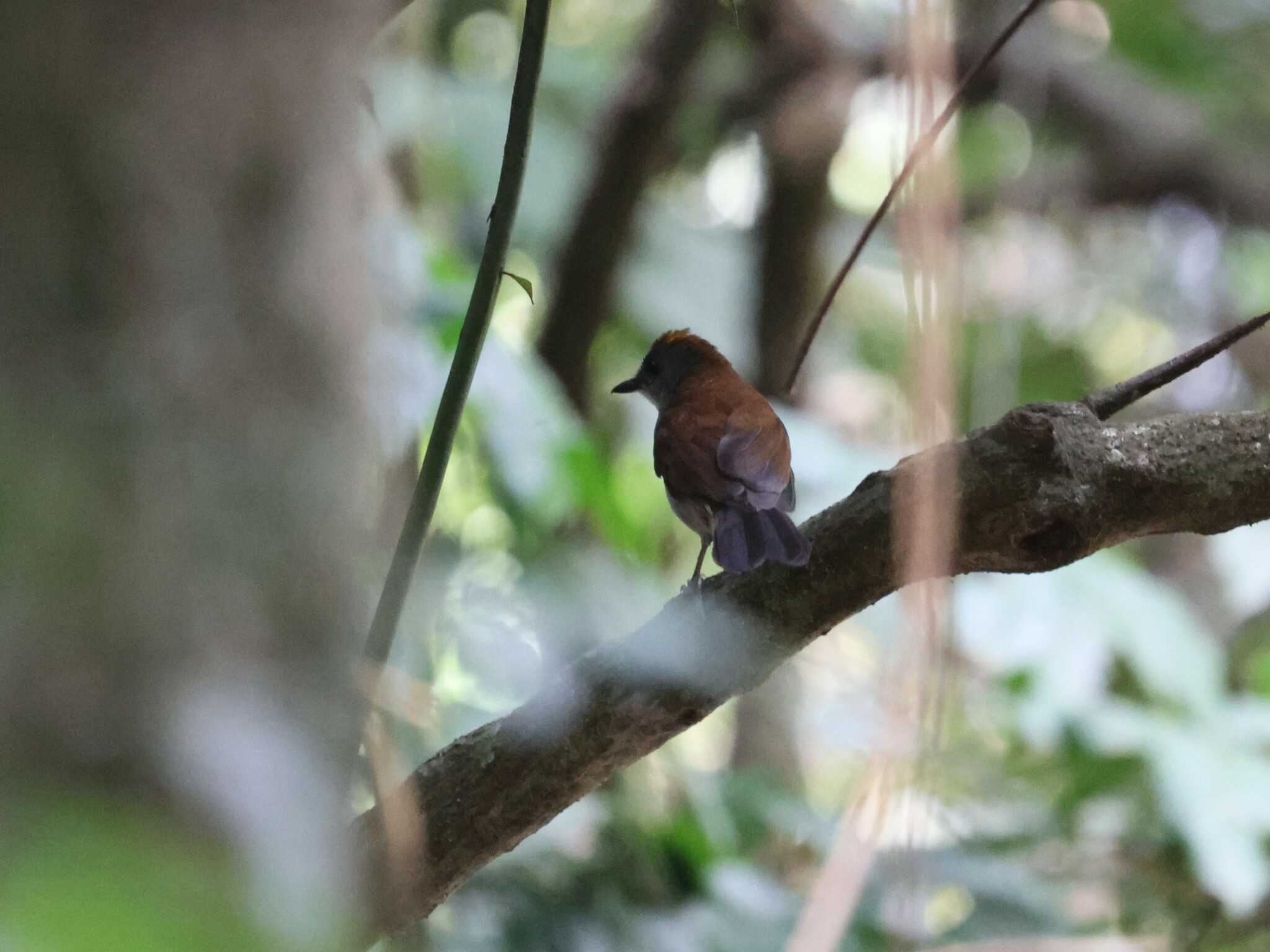 Fire-crested Alethe (Alethe castanea), photo 10