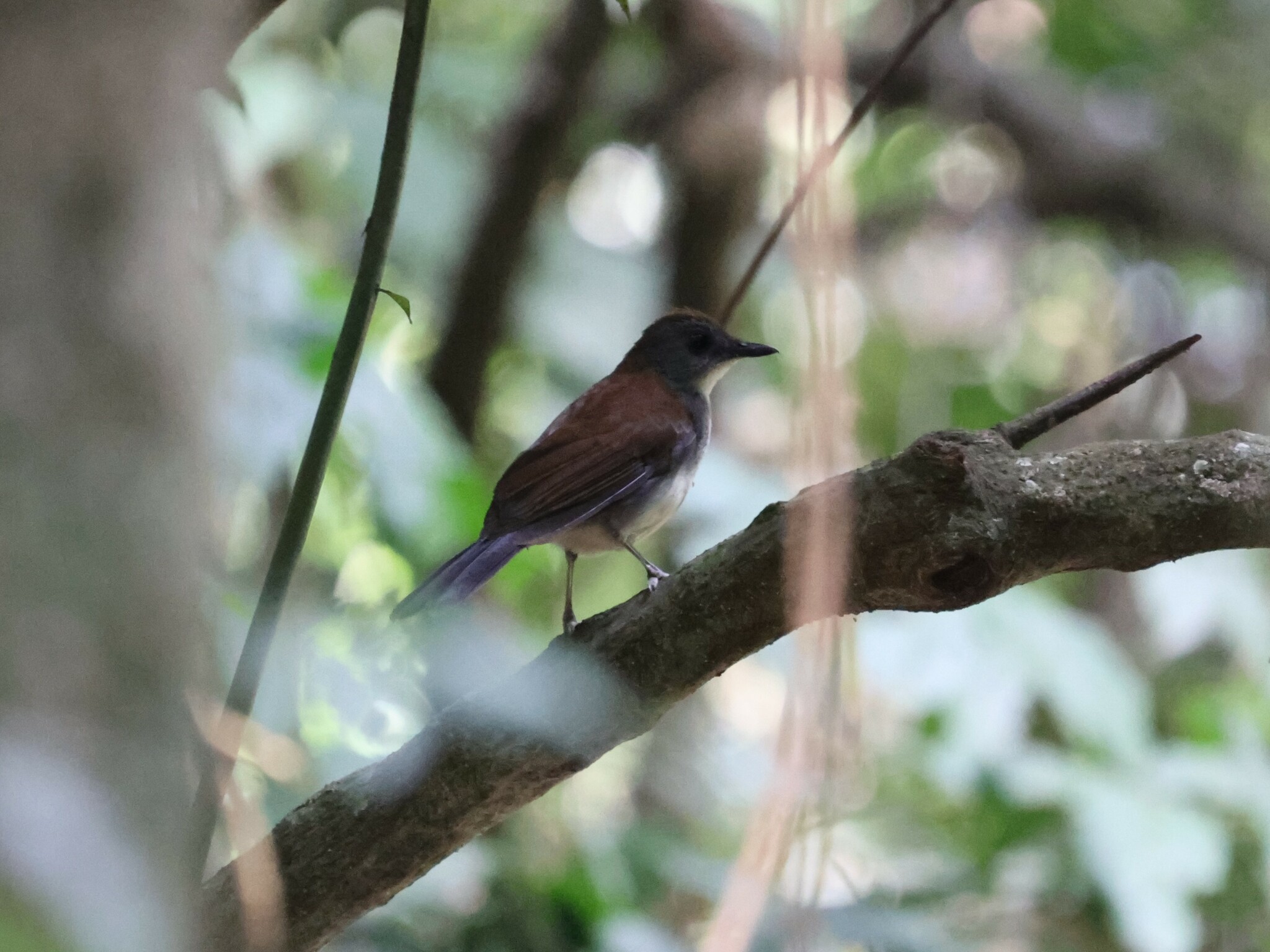 Fire-crested Alethe (Alethe castanea), photo 9