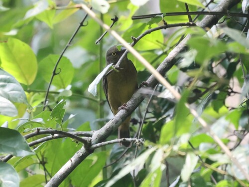 Vieillot's Black Weaver