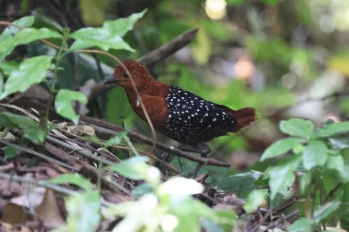 White-spotted Flufftail (Sarothrura pulchra), photo 9