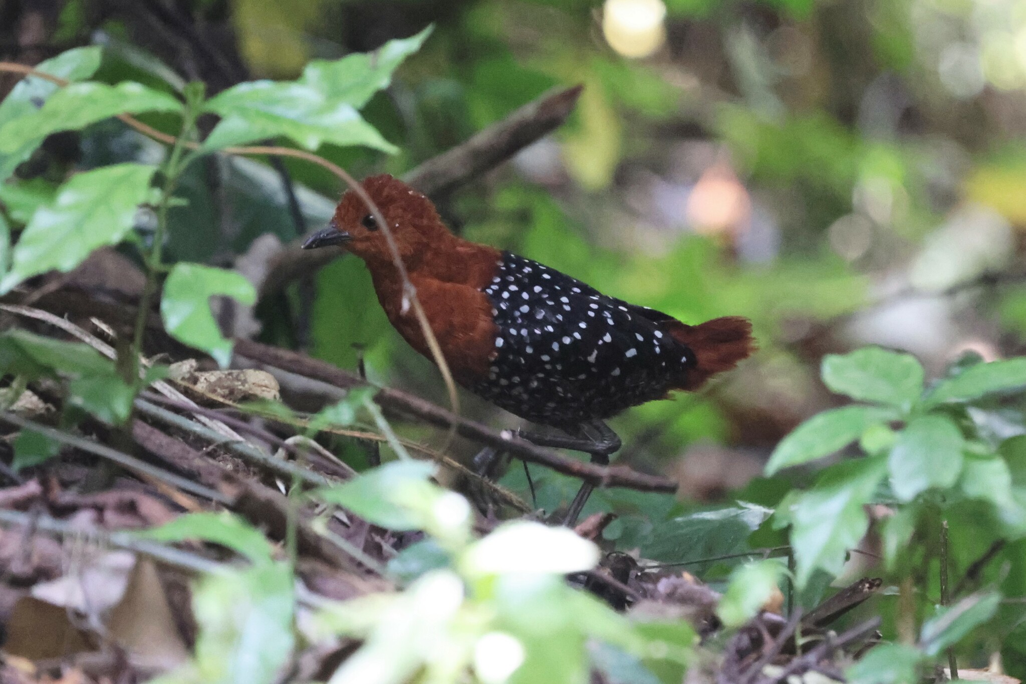 White-spotted Flufftail (Sarothrura pulchra), photo 4
