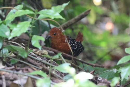 White-spotted Flufftail (Sarothrura pulchra), photo 7