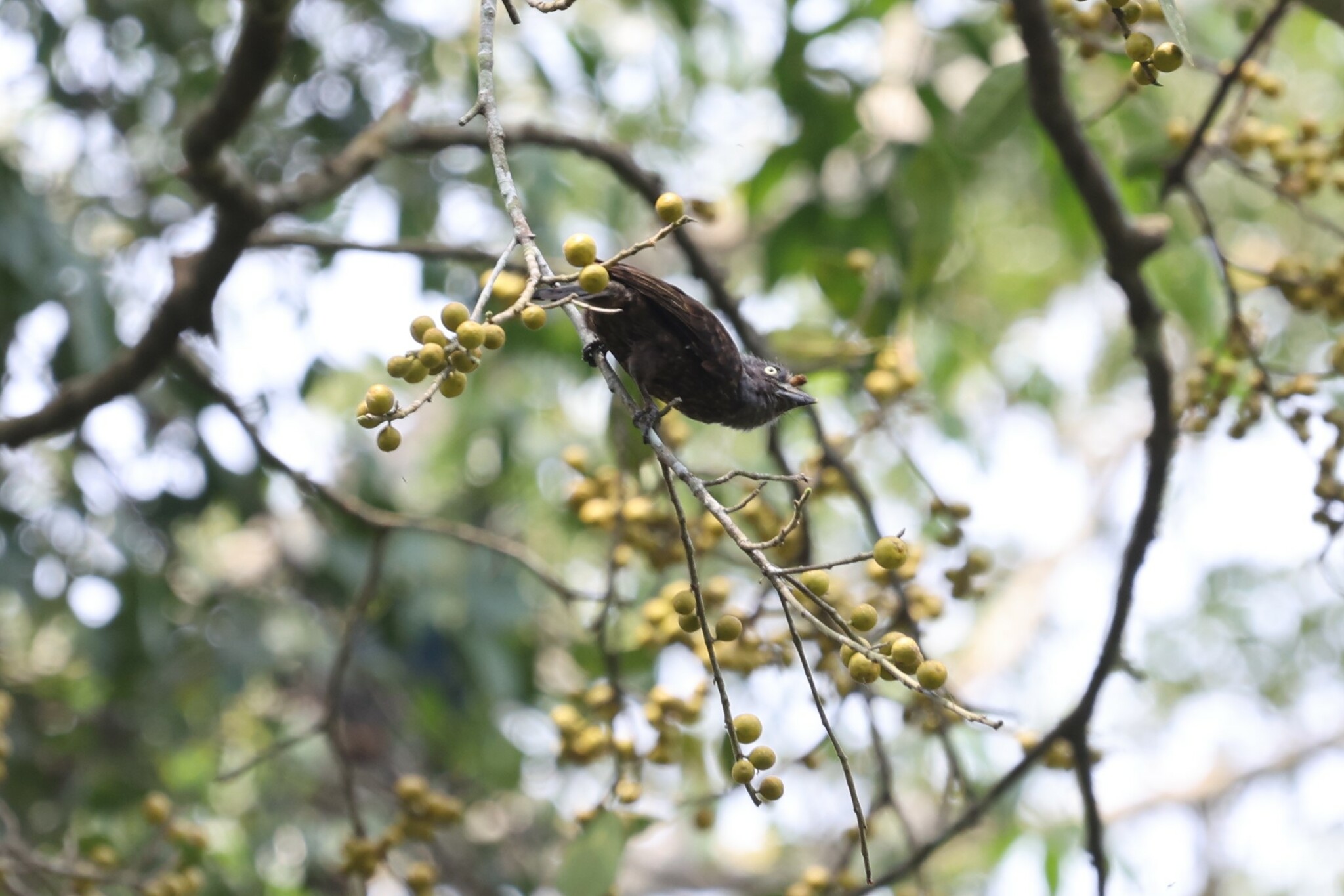 Grey-throated Barbet (Gymnobucco bonapartei), photo 10