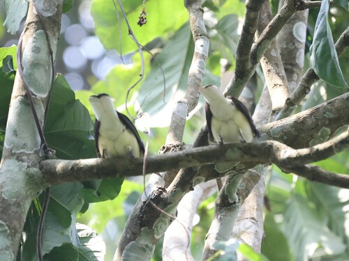 Spotted Greenbul (Ixonotus guttatus), photo 9