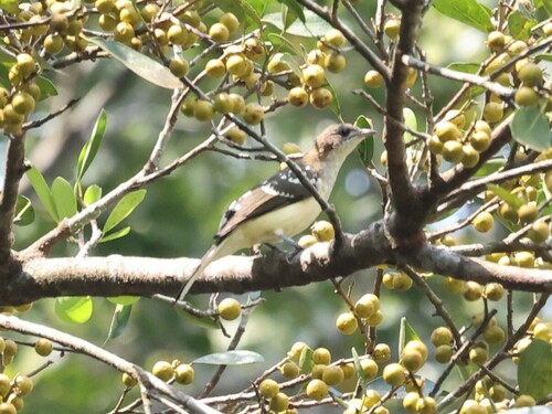 Spotted Greenbul (Ixonotus guttatus), photo 9