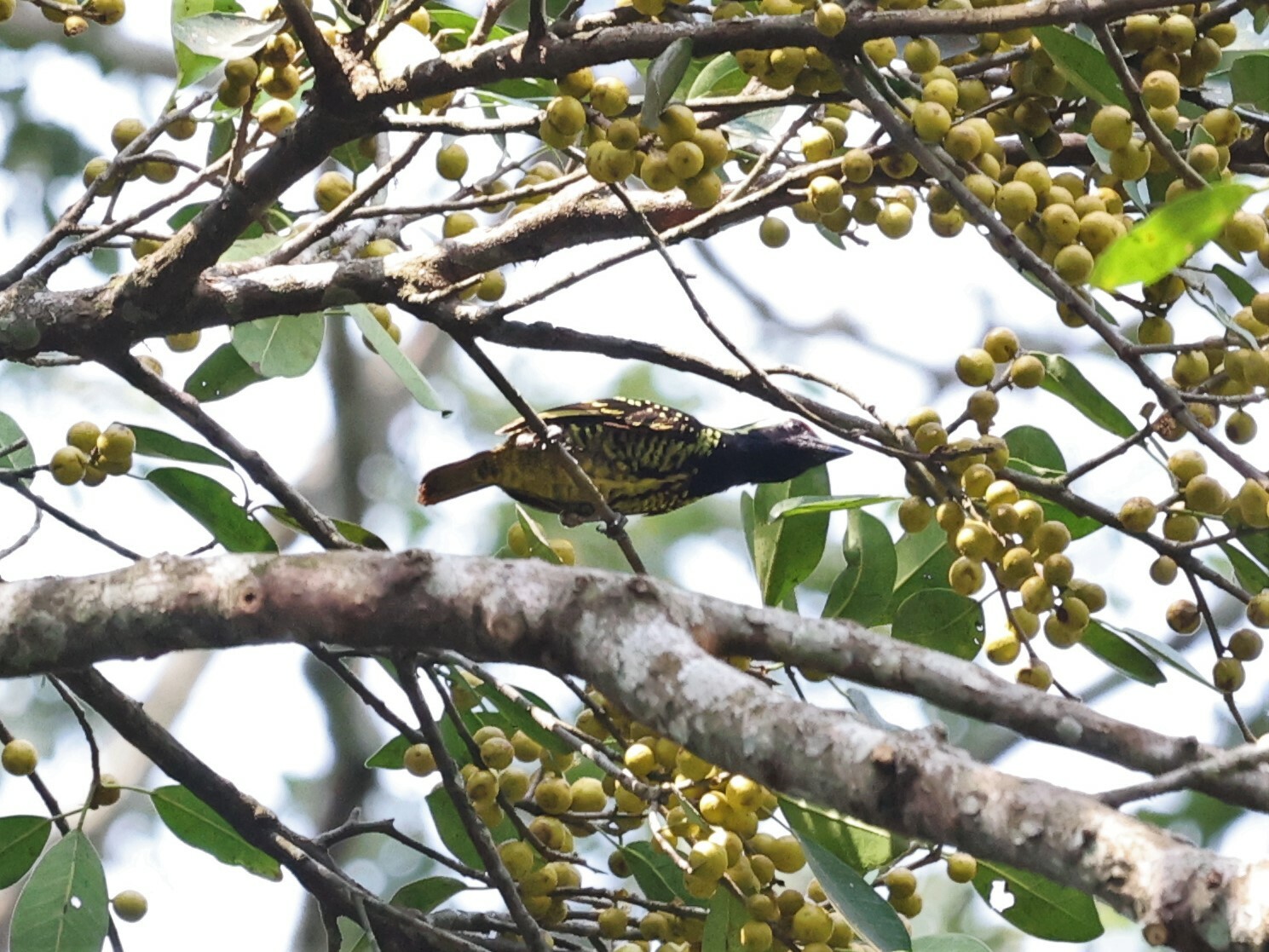 Yellow-spotted Barbet (Buccanodon duchaillui), photo 2