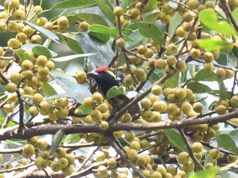 Yellow-spotted Barbet (Buccanodon duchaillui), photo 5