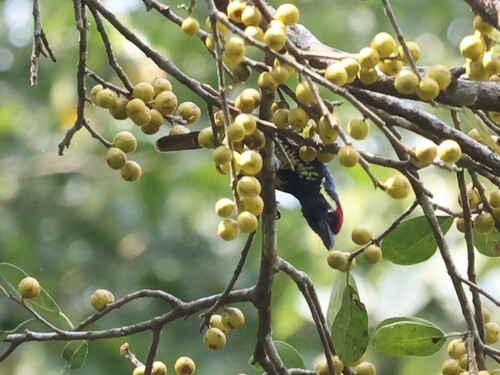 Yellow-spotted Barbet (Buccanodon duchaillui), photo 7
