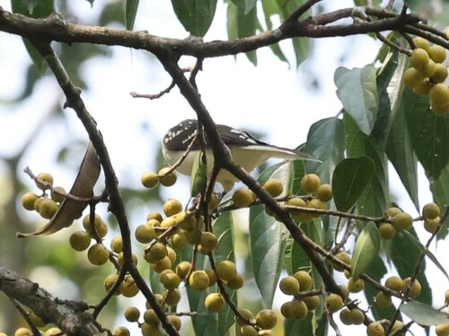 Spotted Greenbul (Ixonotus guttatus), photo 10