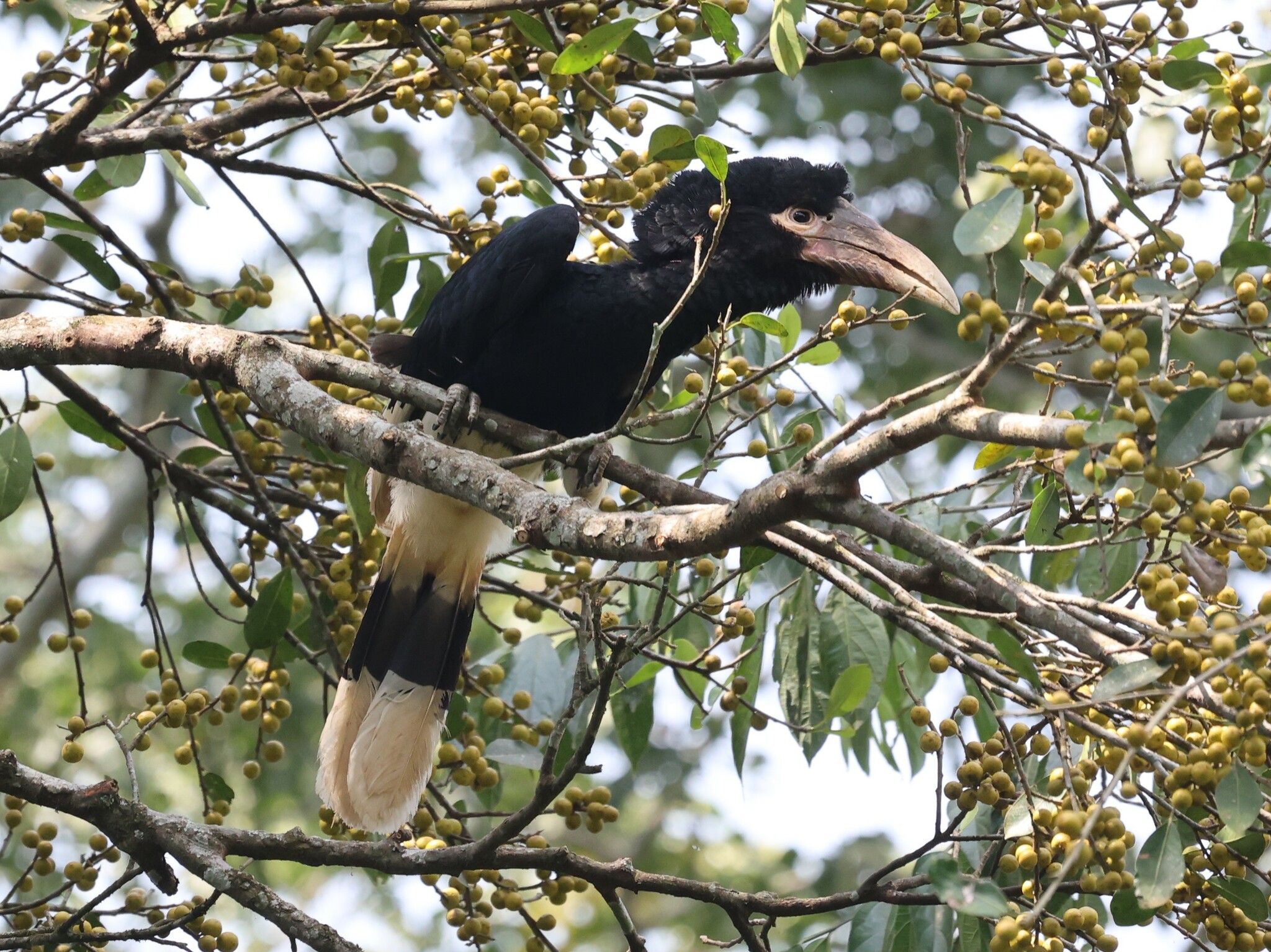 White-thighed Hornbill (Bycanistes albotibialis), photo 6
