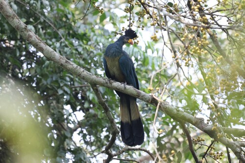 Great Blue Turaco