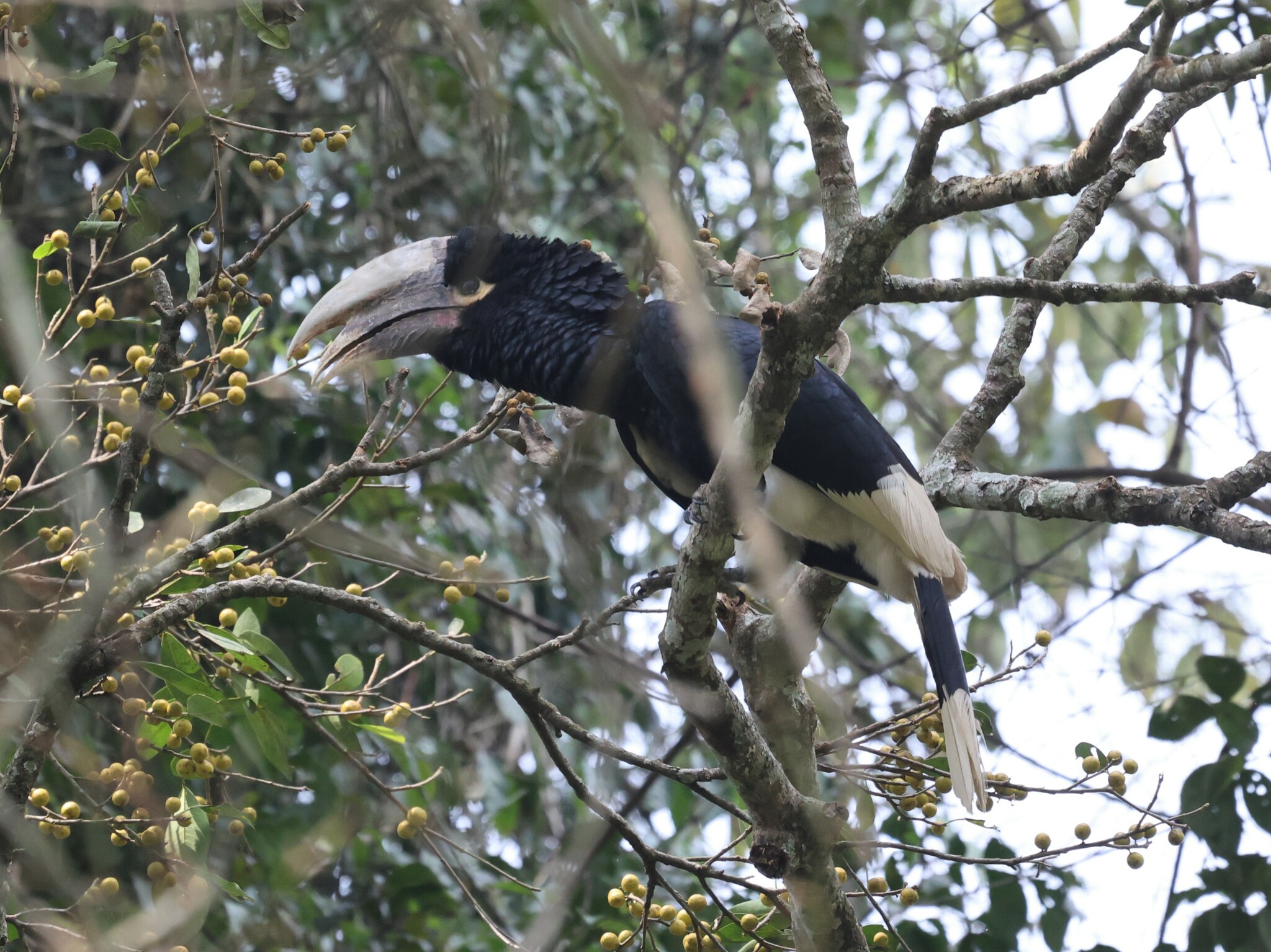 White-thighed Hornbill (Bycanistes albotibialis), photo 7