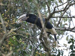 White-Thighed Hornbill photo 2