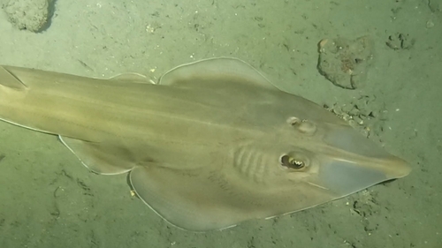 Beaked guitar fish (Rhinobatos schlegelii) — Rhinobatidae