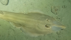 Brown Guitarfish photo 4