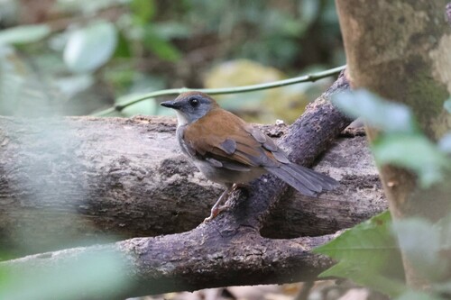 Fire-crested Alethe (Alethe castanea), photo 10