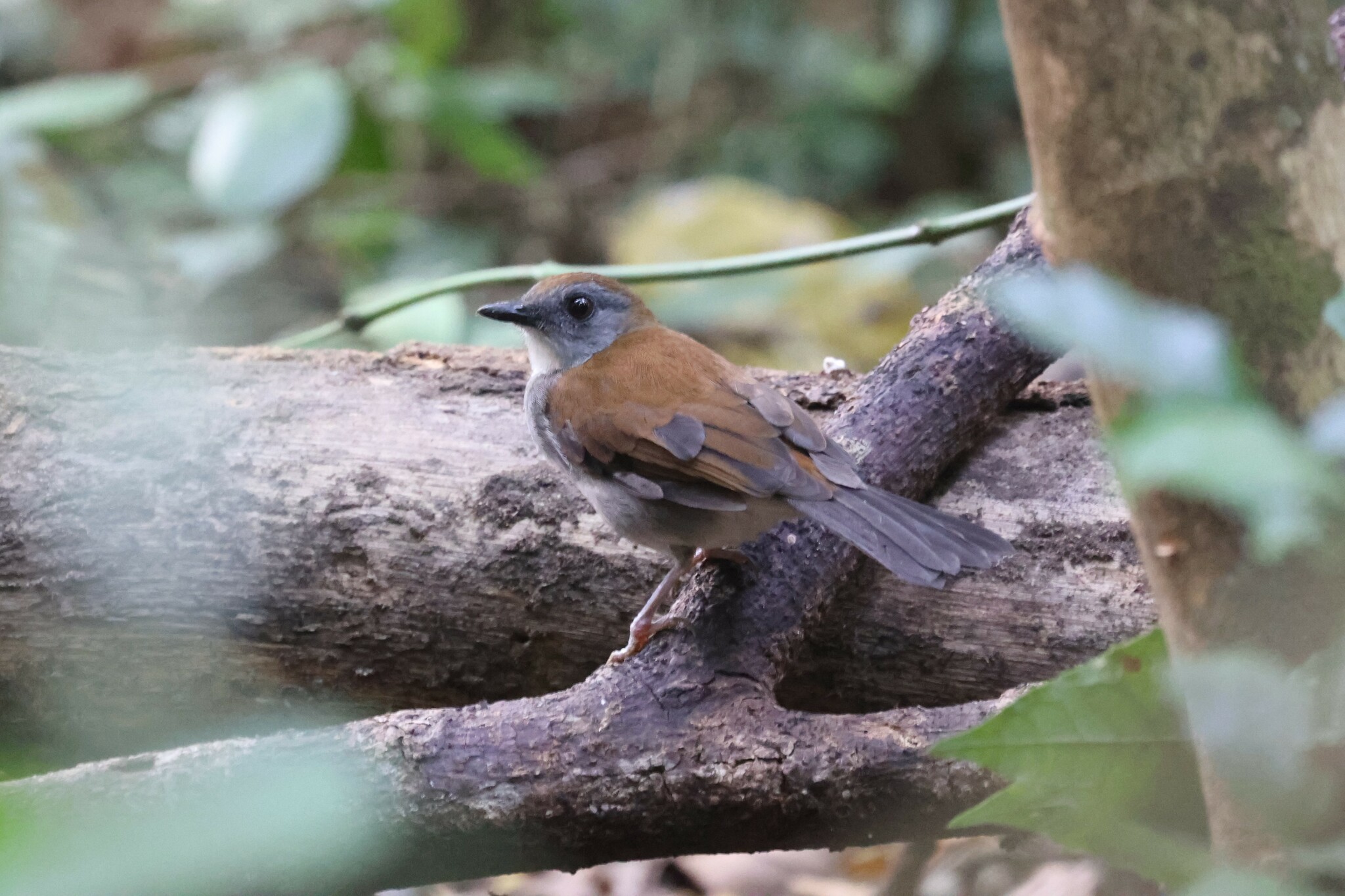 Fire-crested Alethe (Alethe castanea), photo 7