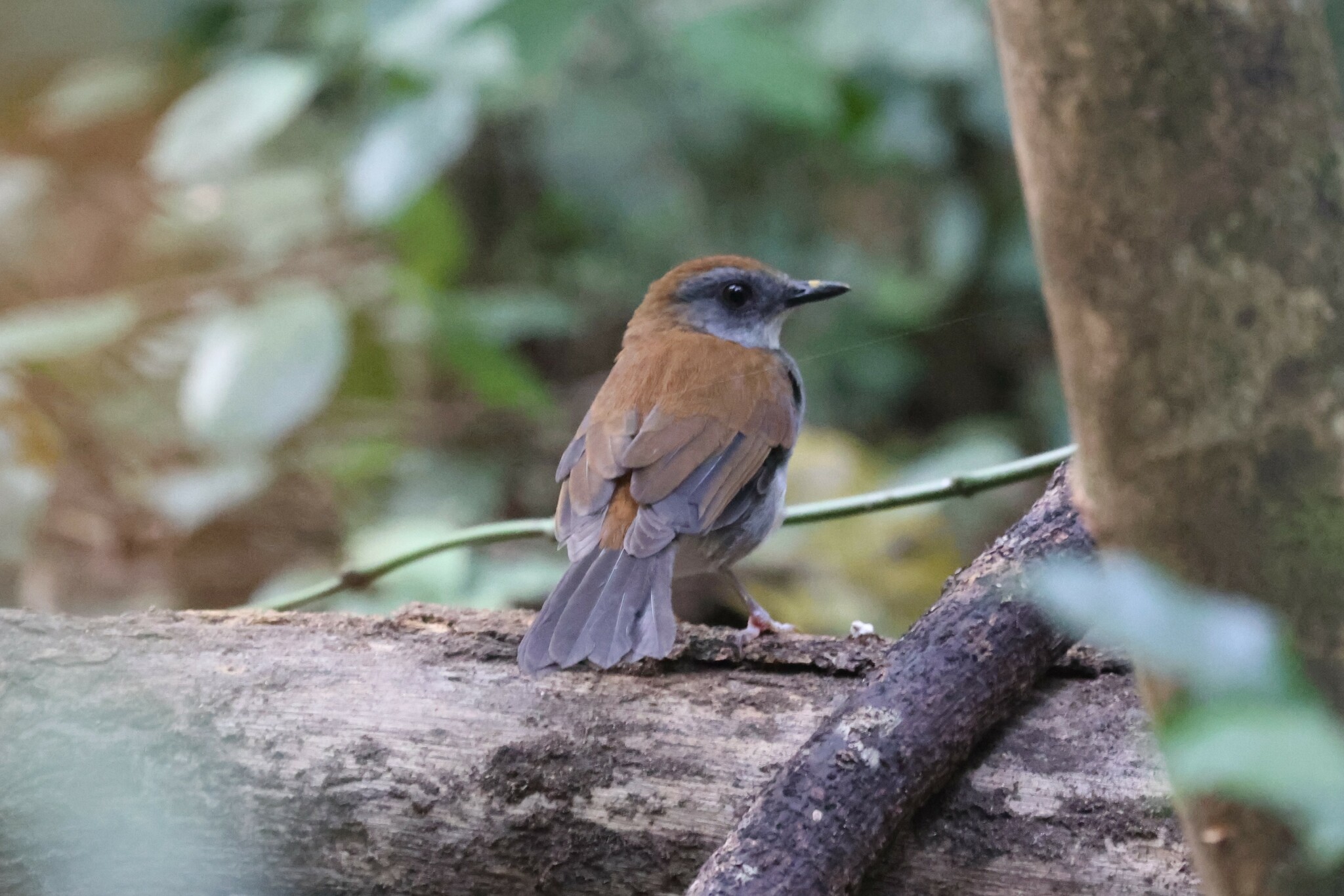 Fire-crested Alethe (Alethe castanea), photo 8