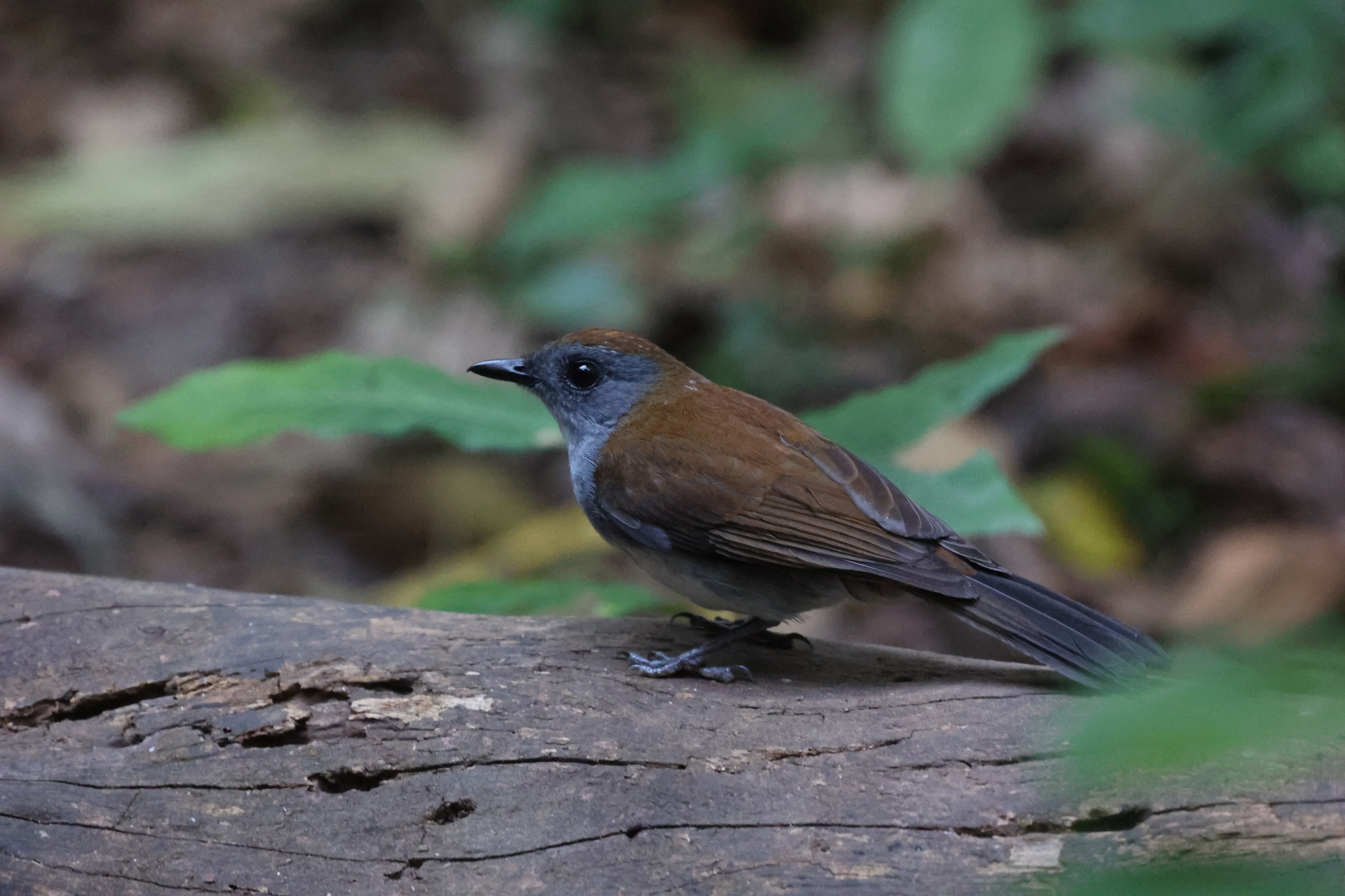 Fire-crested Alethe (Alethe castanea), photo 6
