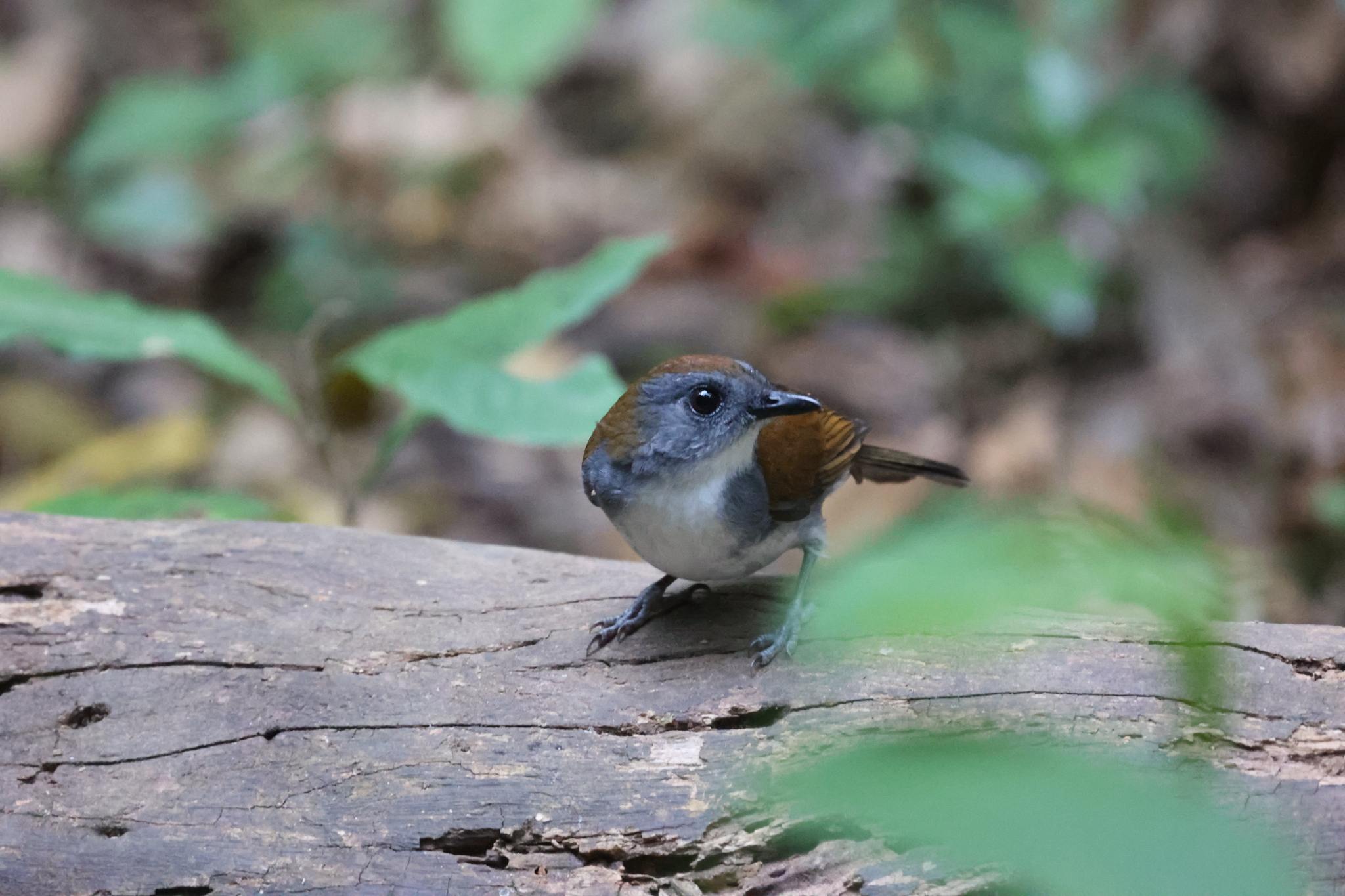 Fire-crested Alethe (Alethe castanea), photo 5