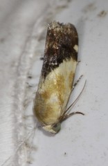 Acontia detrita