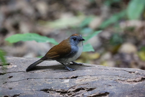 Fire-crested Alethe (Alethe castanea), photo 7