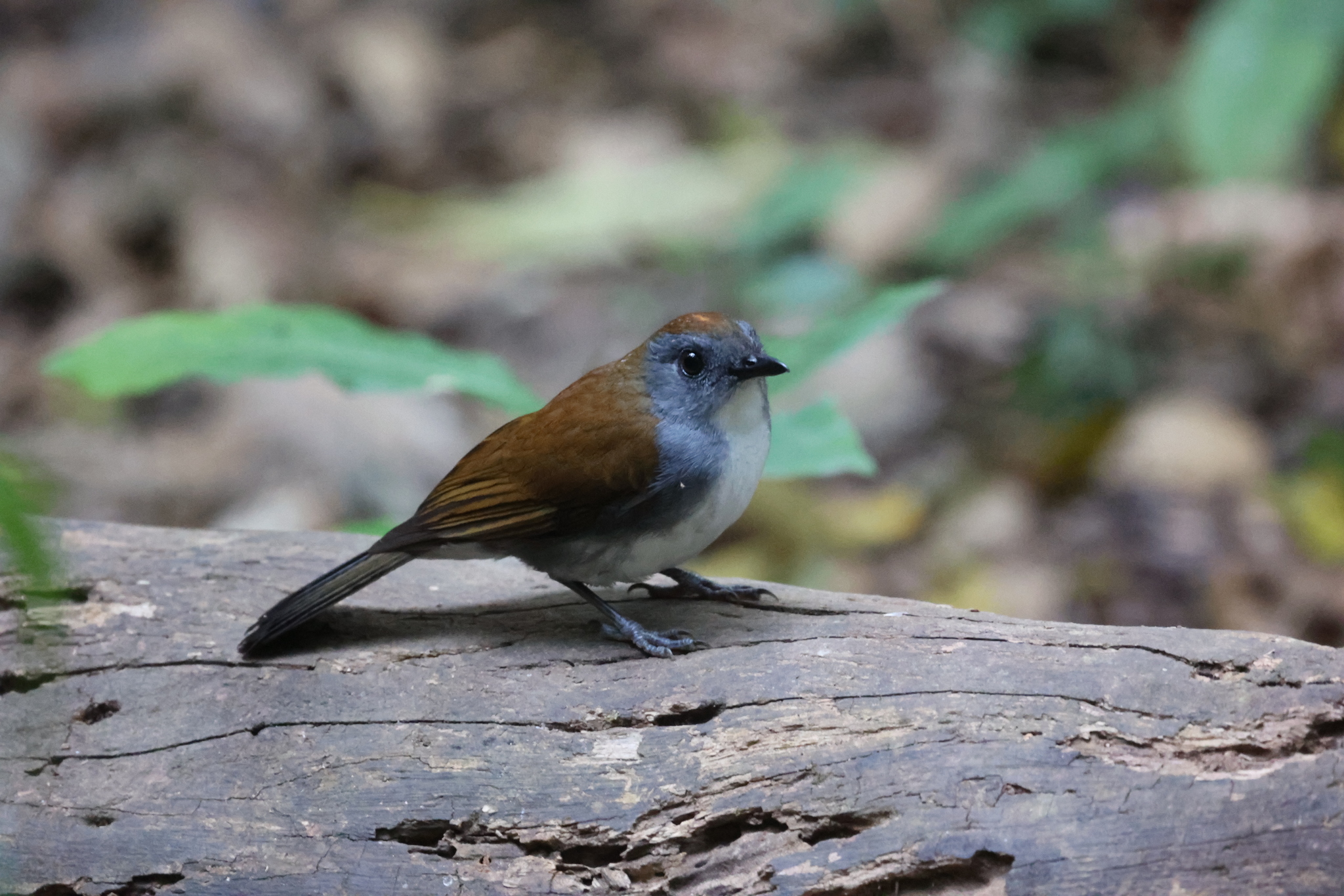 Fire-crested Alethe (Alethe castanea), photo 4
