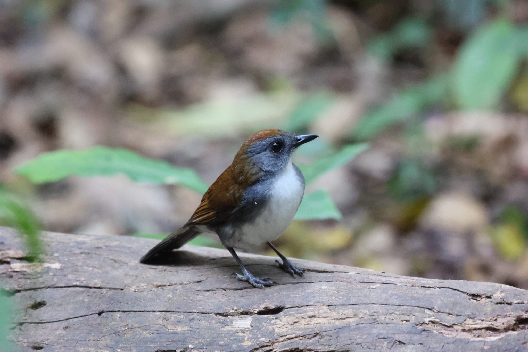 Fire-crested Alethe (Alethe castanea), photo 3