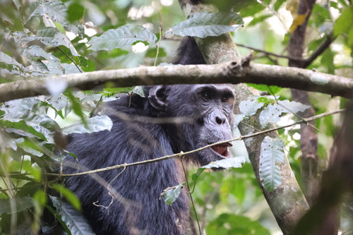 Eastern Chimpanzee