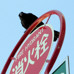 Corvus