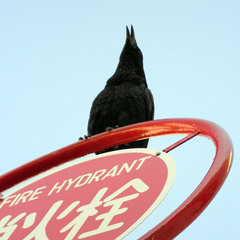 Corvus