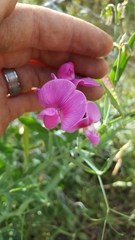 Lathyrus