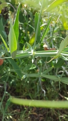 Lathyrus
