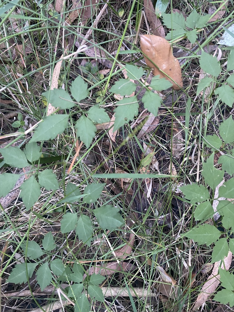 Slender Grape from Griffin Pl, Kenthurst, NSW, AU on May 19, 2023 at 04 ...