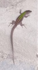 Podarcis siculus