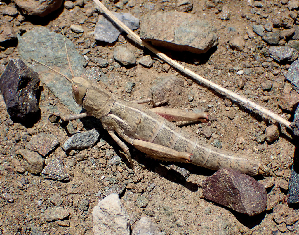 Acinipe algeriensis