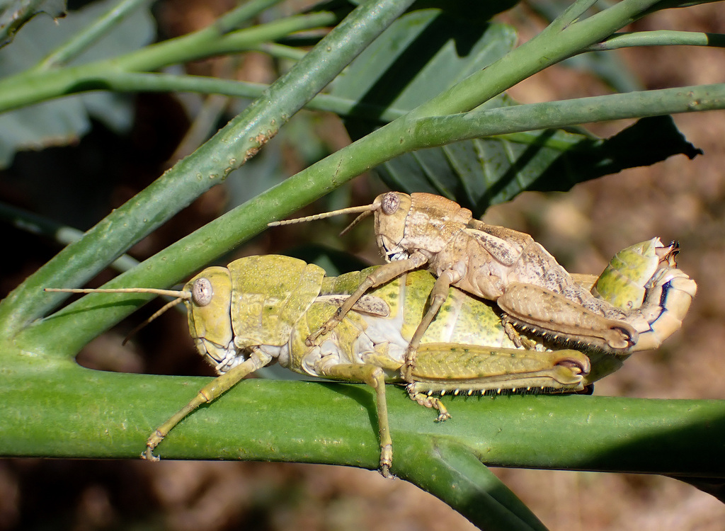 Paracinipe theryi