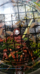 Eubranchipus oregonus