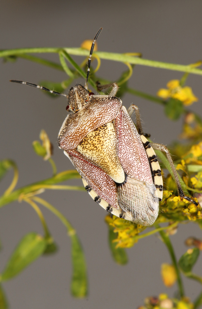 Dolycoris numidicus