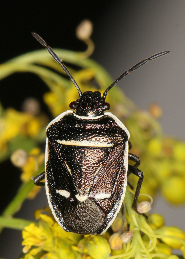 Eurydema nigriceps